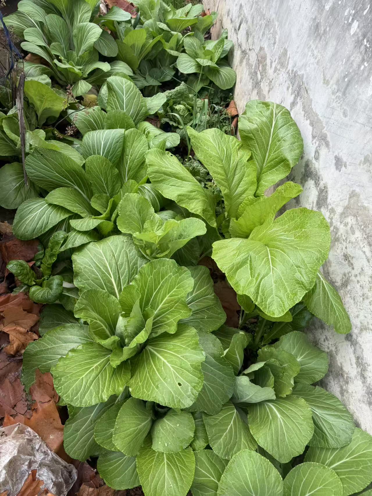 公司自建開(kāi)心農場(chǎng)